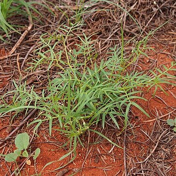 Tribulopis angustifolia unspecified picture