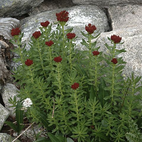 Rhodiola integrifolia unspecified picture