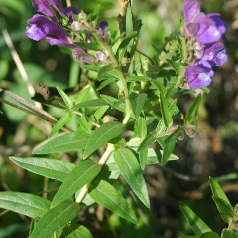 Scutellaria baicalensis unspecified picture