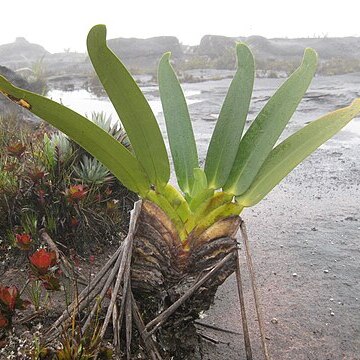 Rapateaceae unspecified picture