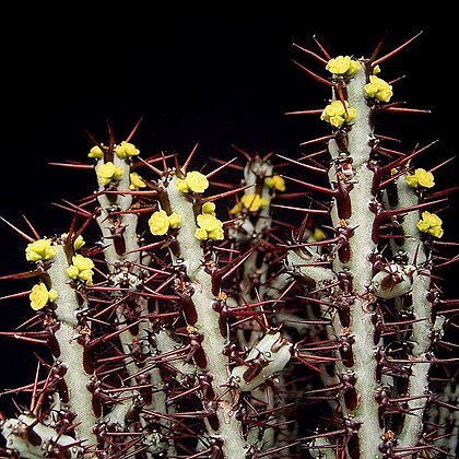 Euphorbia aeruginosa unspecified picture