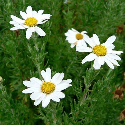 Eumorphia sericea subsp. robustior unspecified picture