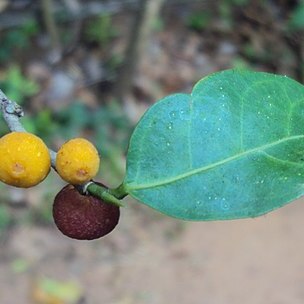 Ficus tinctoria subsp. gibbosa unspecified picture