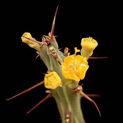 Euphorbia awashensis unspecified picture