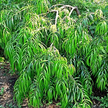 Podocarpus matudae unspecified picture