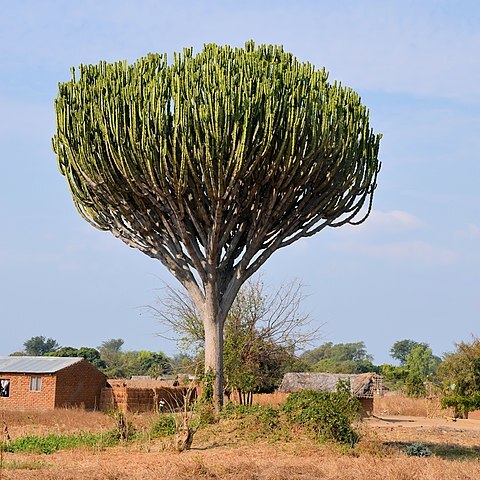 Euphorbia ingens unspecified picture