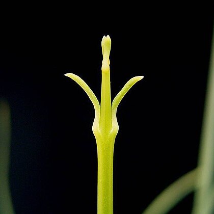 Euphorbia rhombifolia unspecified picture