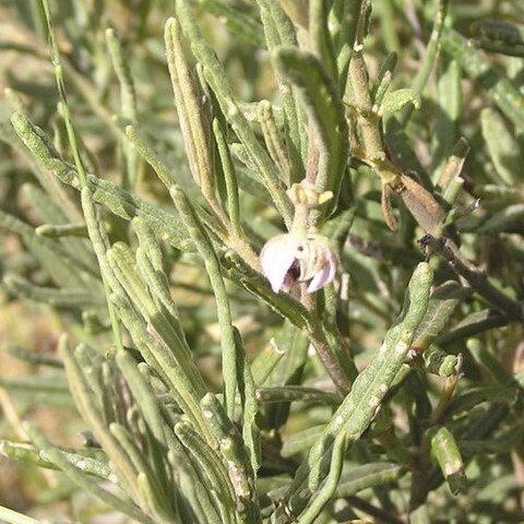 Lasiopetalum oppositifolium unspecified picture