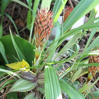 Pitcairnia smithiorum unspecified picture