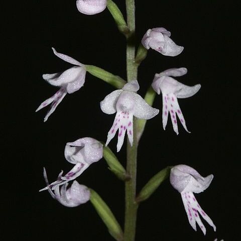 Stenoglottis fimbriata unspecified picture