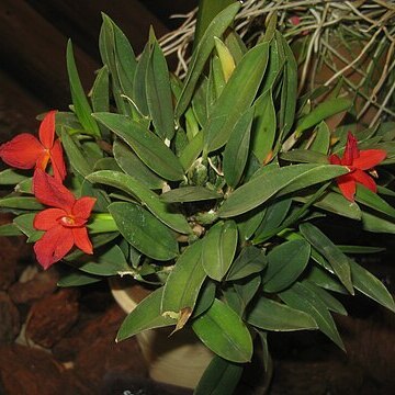 Cattleya mantiqueirae unspecified picture