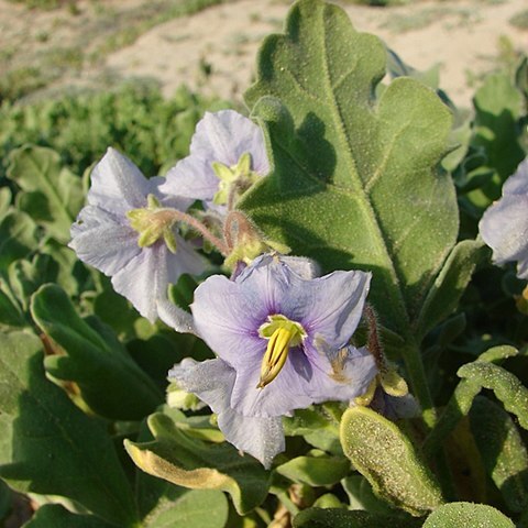 Solanum coquimbense unspecified picture