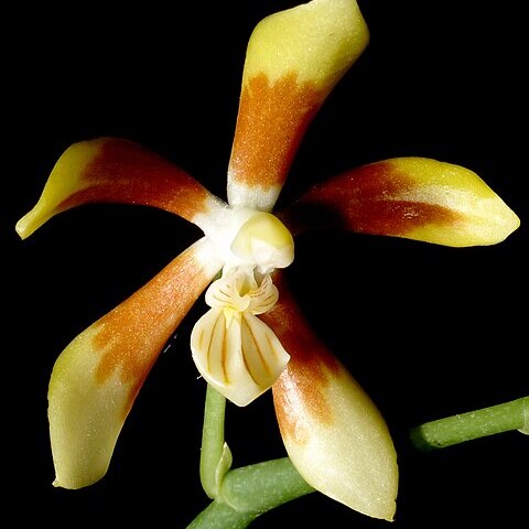 Phalaenopsis fuscata unspecified picture