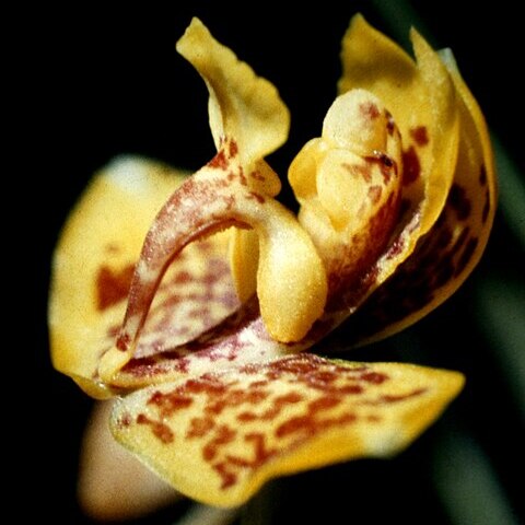 Rudolfiella aurantiaca unspecified picture