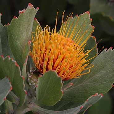 Leucospermum mundii unspecified picture