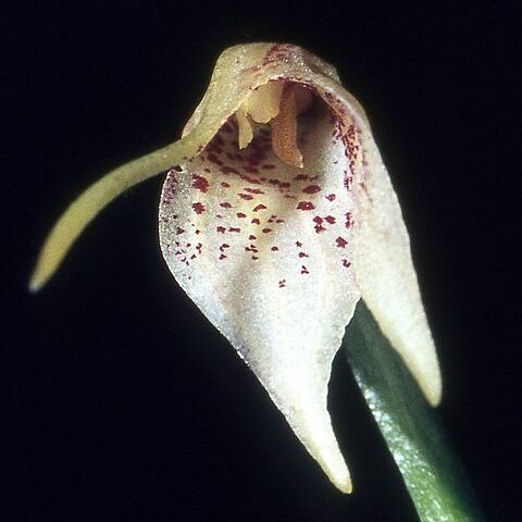 Masdevallia guttulata unspecified picture