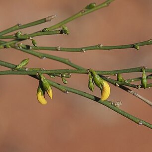 Templetonia egena unspecified picture