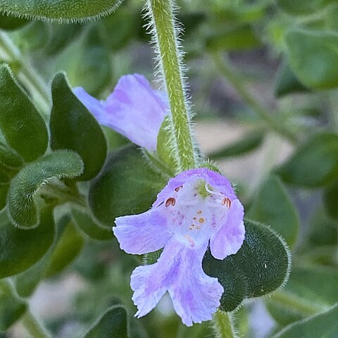 Prostanthera densa unspecified picture