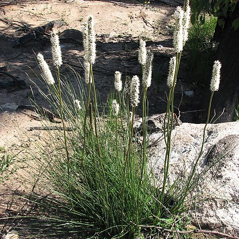 Xanthorrhoea minor unspecified picture