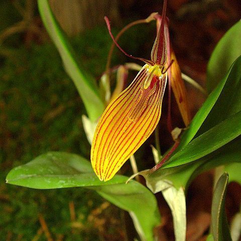 Restrepia brachypus unspecified picture