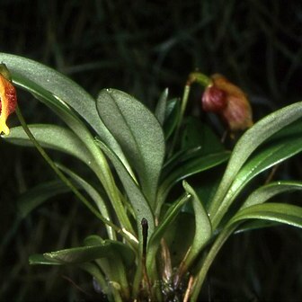 Masdevallia molossus unspecified picture