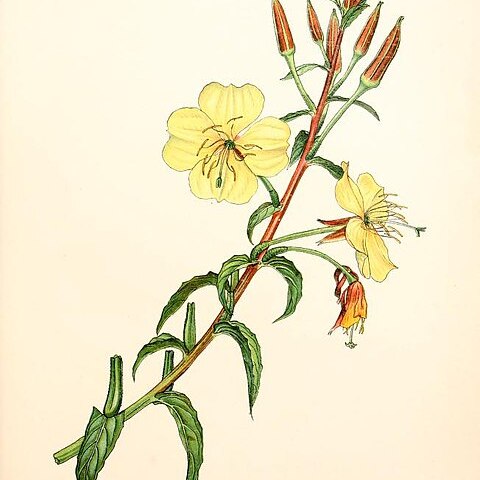 Oenothera elata subsp. hookeri unspecified picture