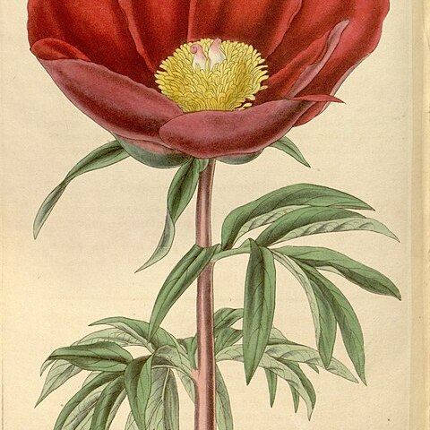 Paeonia mascula subsp. russoi unspecified picture