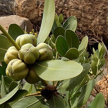 Hyaenanche globosa unspecified picture