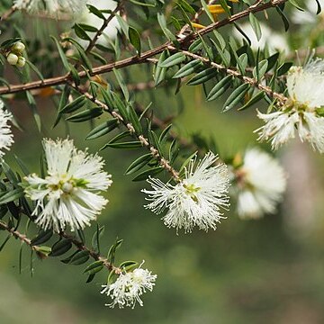 Melaleuca biconvexa unspecified picture