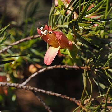 Eremophila linearis unspecified picture