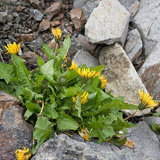 Taraxacum alpicola unspecified picture