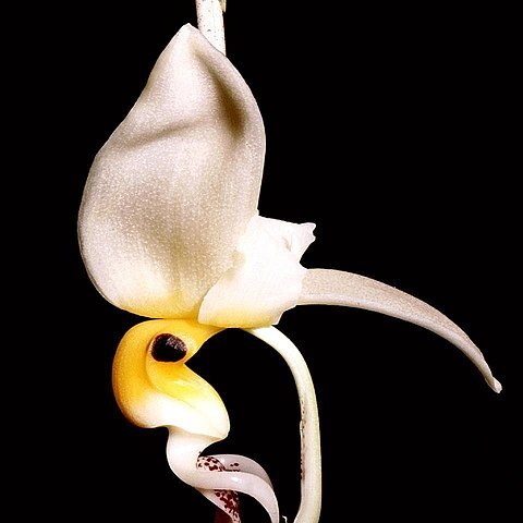 Stanhopea embreei unspecified picture