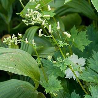 Aconitum gigas unspecified picture