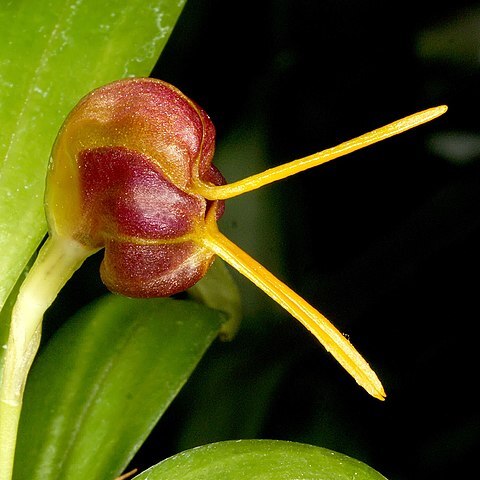 Masdevallia encephala unspecified picture