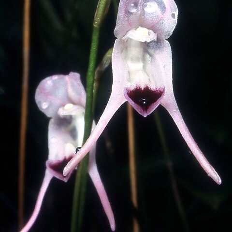 Porroglossum nutibara unspecified picture