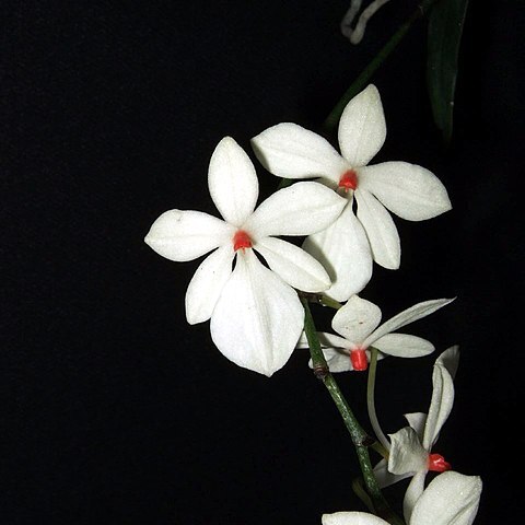 Aerangis luteoalba unspecified picture