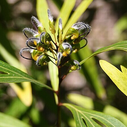 Grevillea venusta unspecified picture