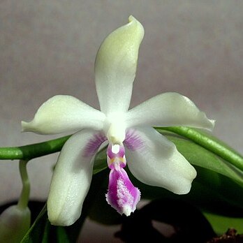 Phalaenopsis fimbriata unspecified picture