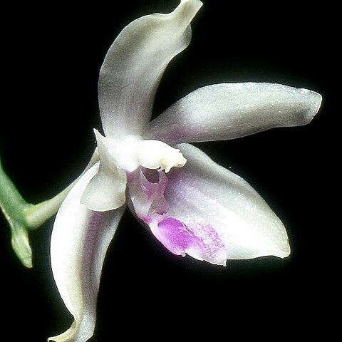 Phalaenopsis tetraspis unspecified picture