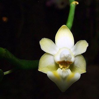 Phalaenopsis gibbosa unspecified picture