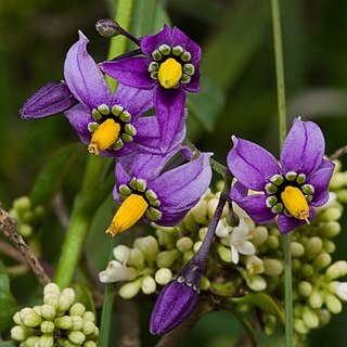 Solanum dulcamaroides unspecified picture