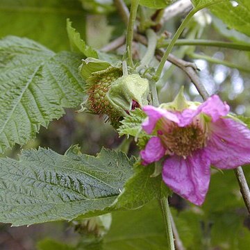 Rubus hawaiensis unspecified picture