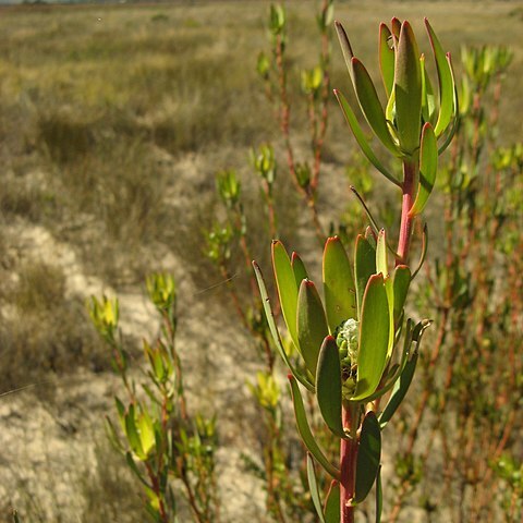 Leucadendron flexuosum unspecified picture