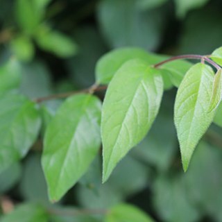 Lonicera quinquelocularis unspecified picture