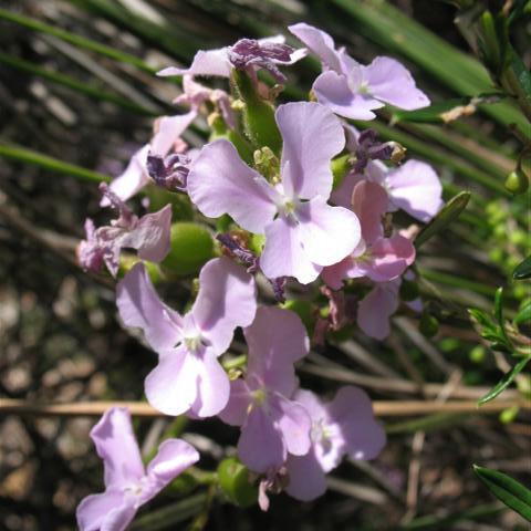 Stylidium affine unspecified picture