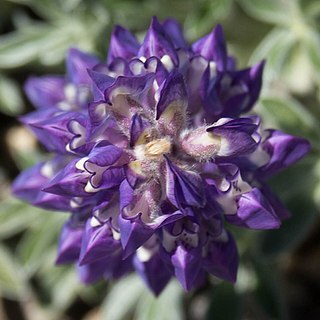 Lupinus duranii unspecified picture