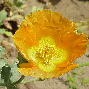 Glaucium fimbrilligerum unspecified picture