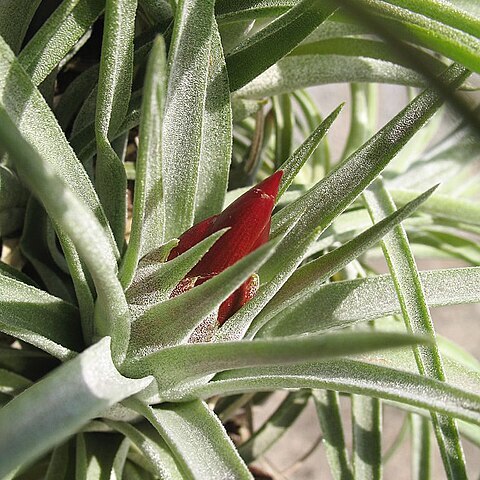 Tillandsia kammii unspecified picture