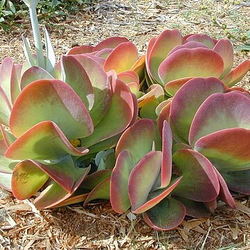 Kalanchoe thyrsiflora unspecified picture