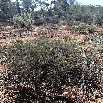 Eremophila parvifolia unspecified picture